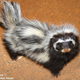 Illustration for article titled Monday Mustelid - Ictonyx ibicus Edition